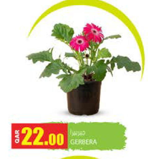 available at Grand Hypermarket in Qatar - Doha