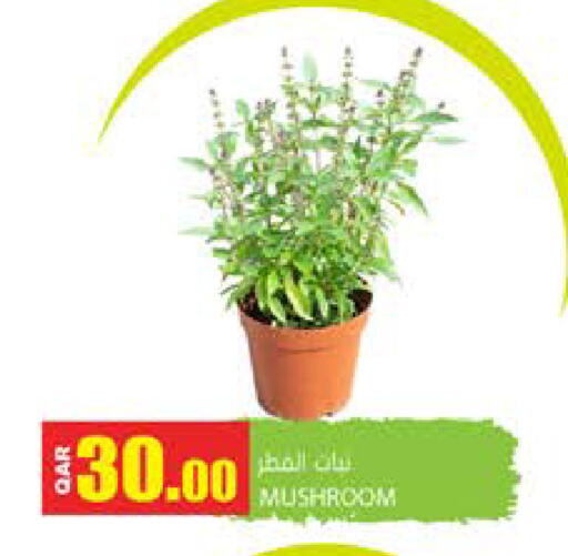 Mushroom available at Grand Hypermarket in Qatar - Doha