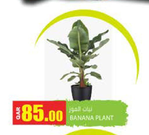 Banana available at Grand Hypermarket in Qatar - Doha
