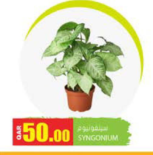available at Grand Hypermarket in Qatar - Doha