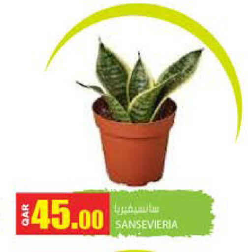 available at Grand Hypermarket in Qatar - Doha