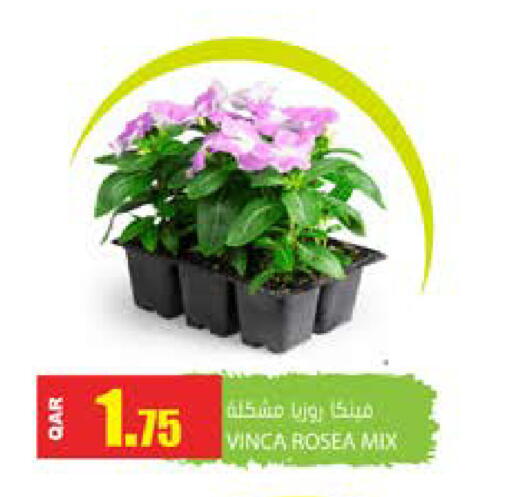 available at جراند هايبرماركت in قطر - الشحانية
