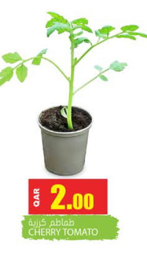 Cherry Cherry tomato available at جراند هايبرماركت in قطر - الدوحة