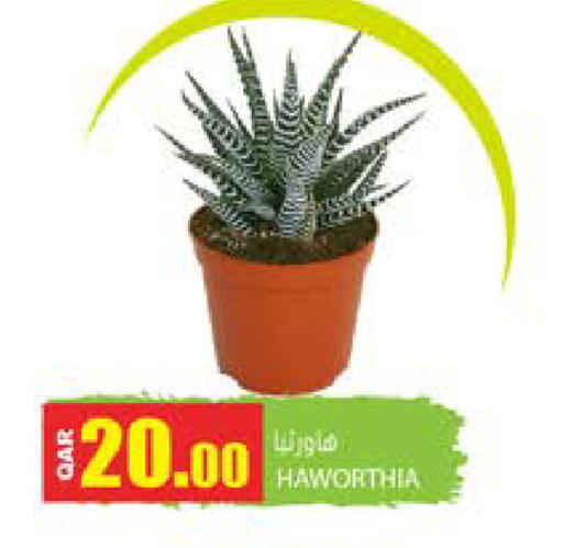available at Grand Hypermarket in Qatar - Doha