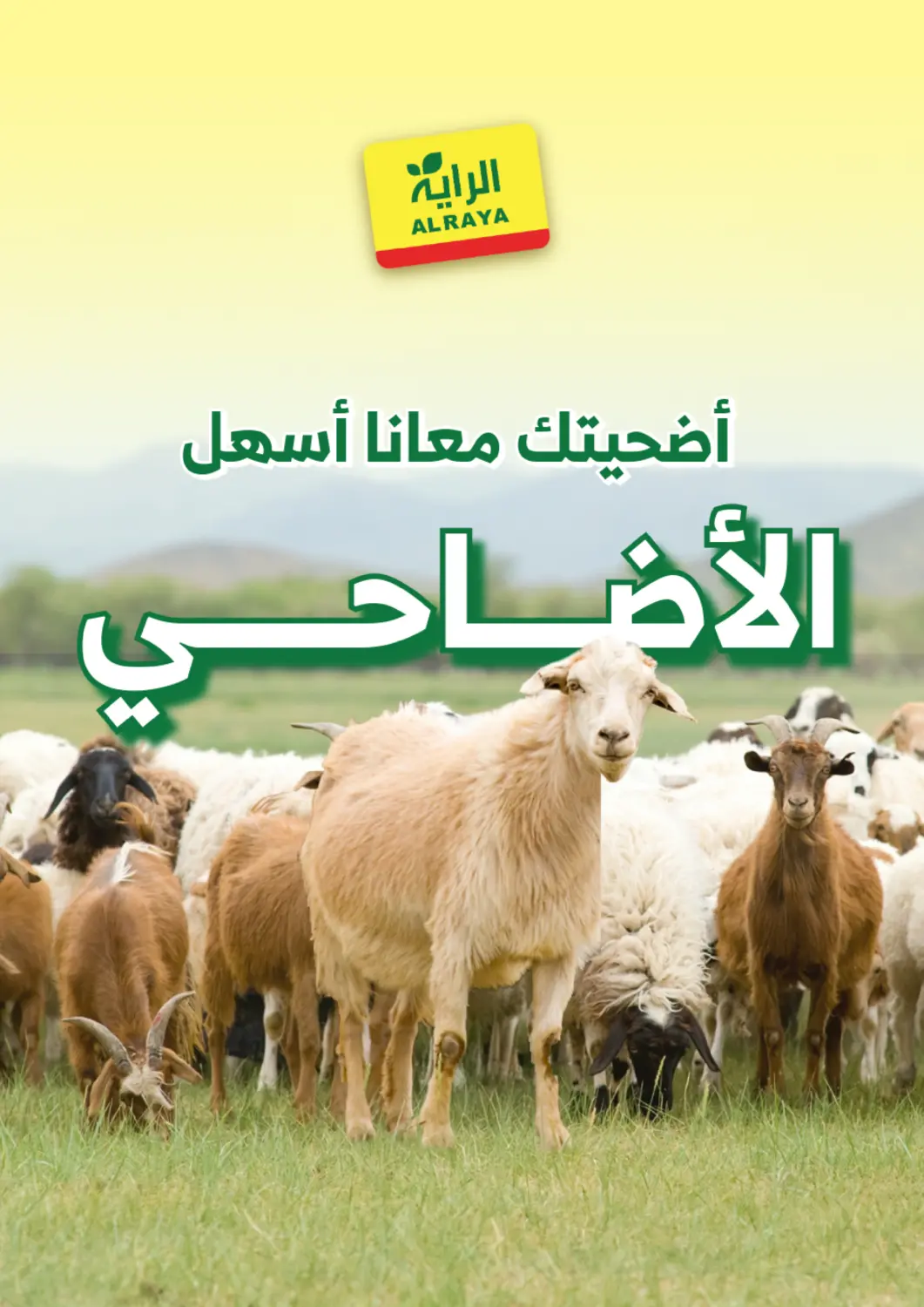عروض الراية مملكة العربية السعودية, السعودية, سعودية - بيشة في دي٤دي أونلاين. عروض الاضحى. . حتى ١٩ مايو