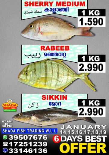 Bahrain Shada Fish offers in D4D Online. 6 Days Best Offer. . Till 19th January