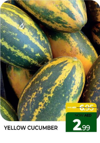  Cucumber  in المدينة in الإمارات العربية المتحدة , الامارات - الشارقة / عجمان