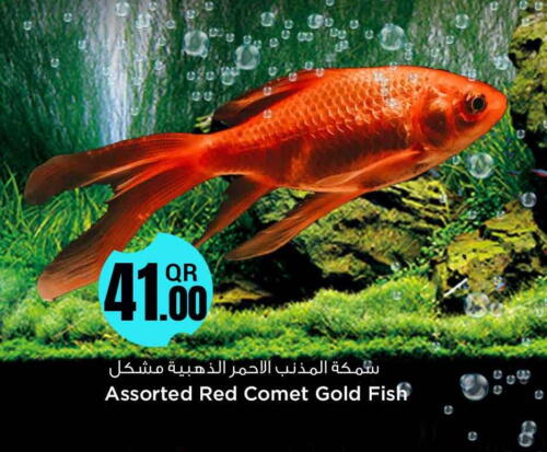 available at Safari Hypermarket in Qatar - Al Daayen