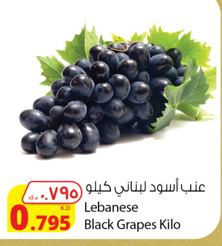 عنب from Lebanon available at شركة المنتجات الزراعية الغذائية in الكويت - محافظة الأحمدي