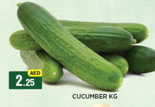 Cucumber available at أزهر المدينة هايبرماركت in الإمارات العربية المتحدة , الامارات - أبو ظبي