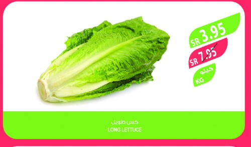 Lettuce available at Farm  in KSA, Saudi Arabia, Saudi - Jeddah