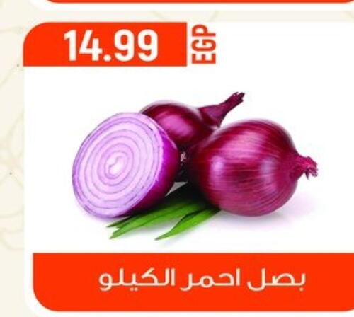  Onion  in أولاد المحاوى in Egypt - القاهرة