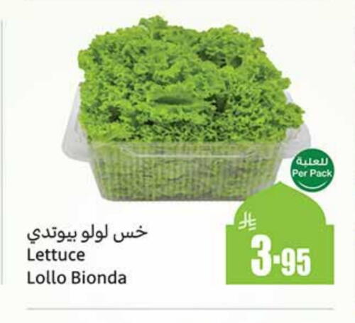 Lettuce available at Othaim Markets in KSA, Saudi Arabia, Saudi - Unayzah